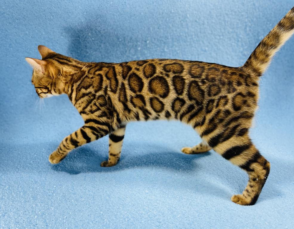Olympia Kittens photo 3