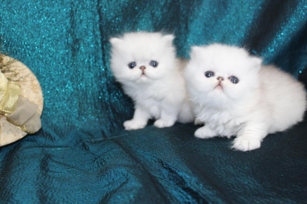 Chinchilla Silver photo 1