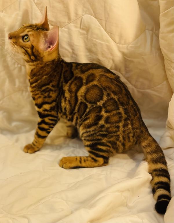 Venus Kittens photo 7