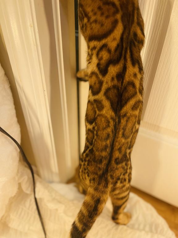Venus Kittens photo 2