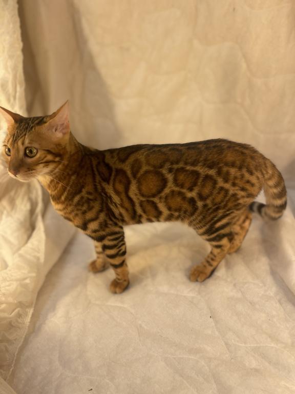 Venus Kittens photo 3