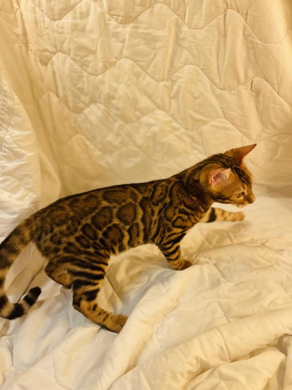 Venus Kittens photo 5