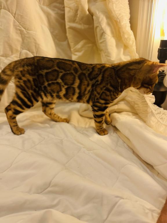 Venus Kittens photo 6
