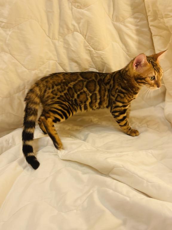 Venus Kittens photo 4