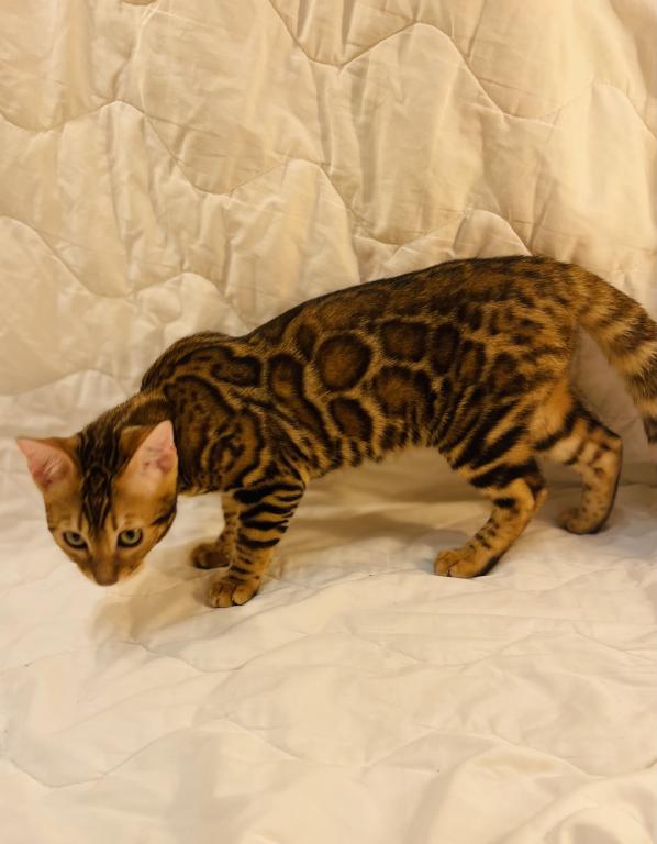 Venus Kittens photo 1