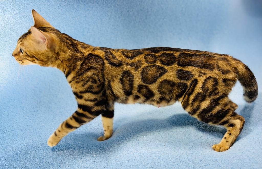 Iris Kittens