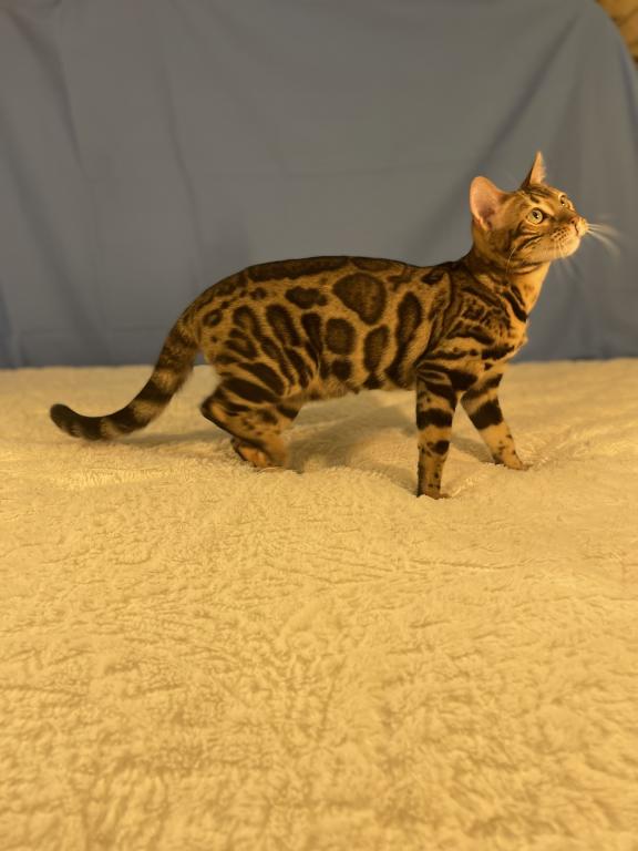 Iris Kittens photo 3