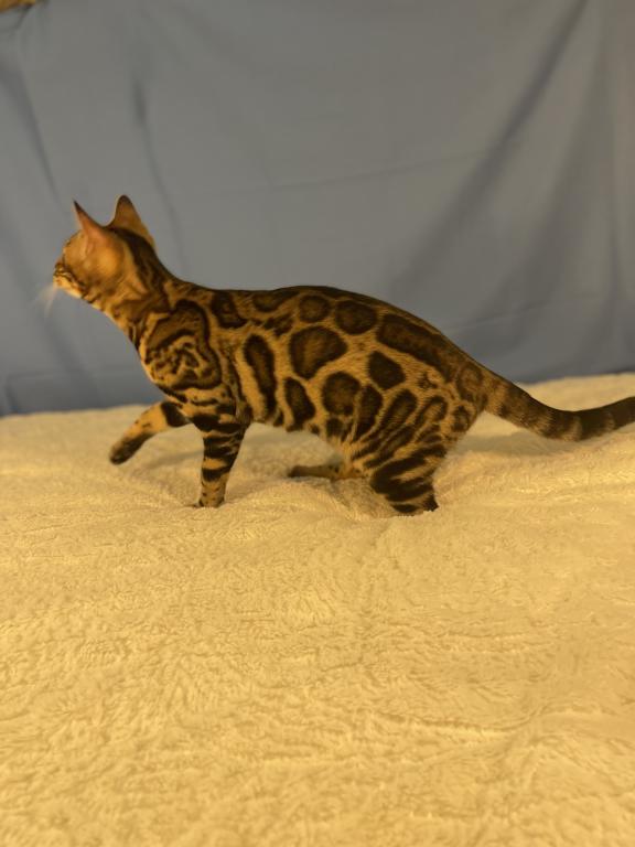 Iris Kittens photo 5