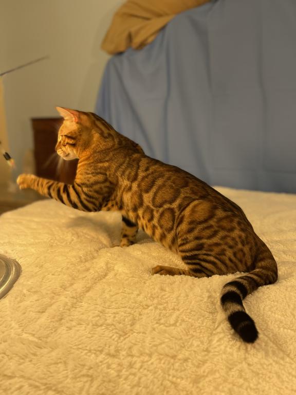 Poseidon Kittens photo 4