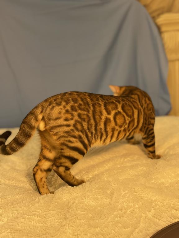 Poseidon Kittens photo 3