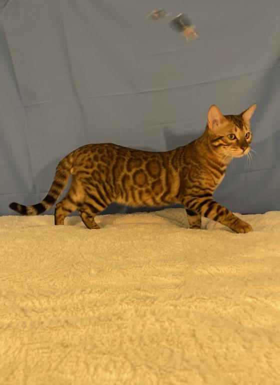 Poseidon Kittens photo 5