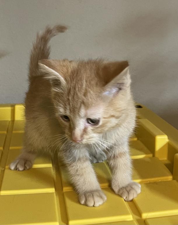 Jasper Scottish Straight Kitten photo 4