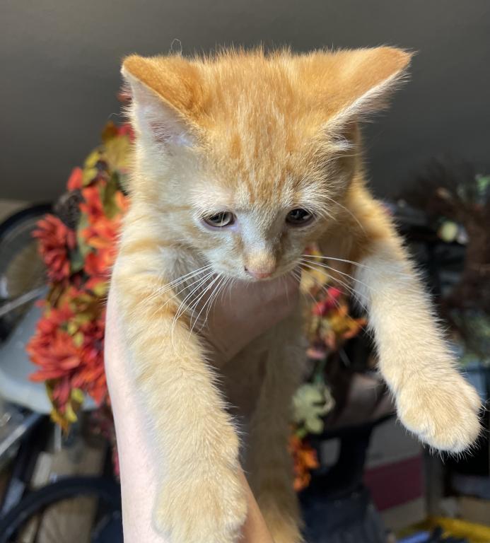 Jasper Scottish Straight Kitten photo 3