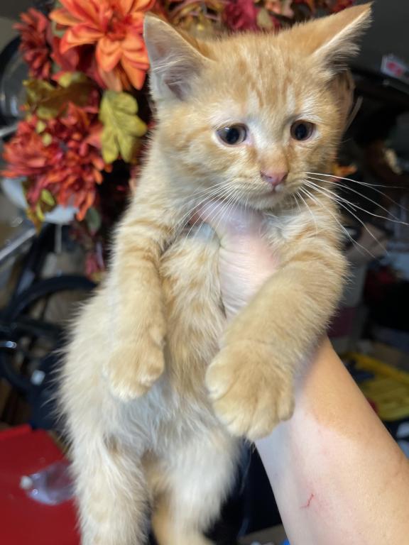 Jasper Scottish Straight Kitten