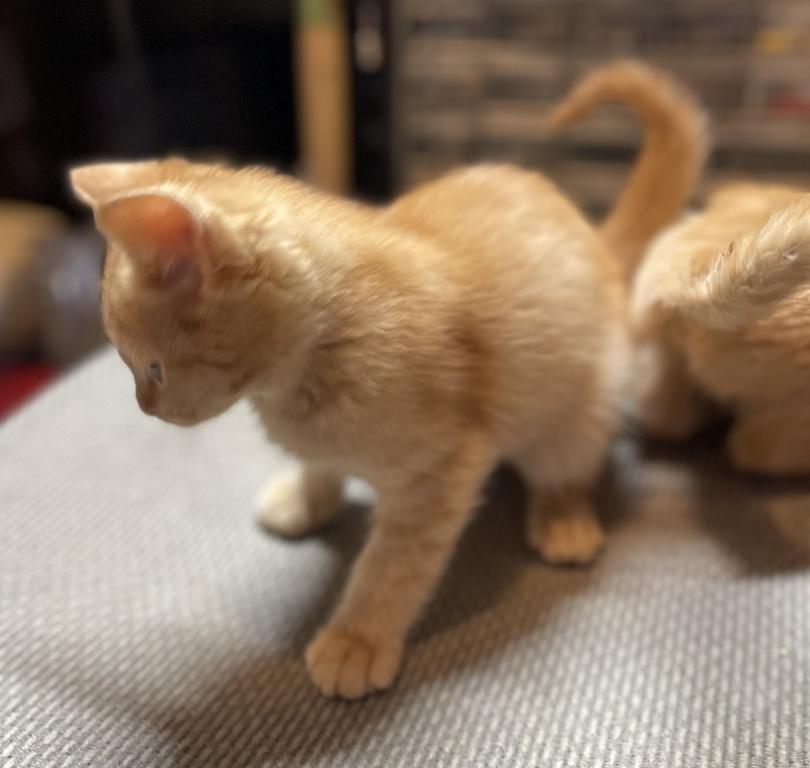 Jasper Scottish Straight Kitten photo 2