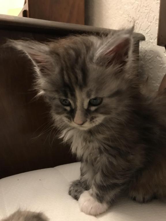 Silver Cream Purebred Maine Coon Baby Girl Calico photo 24