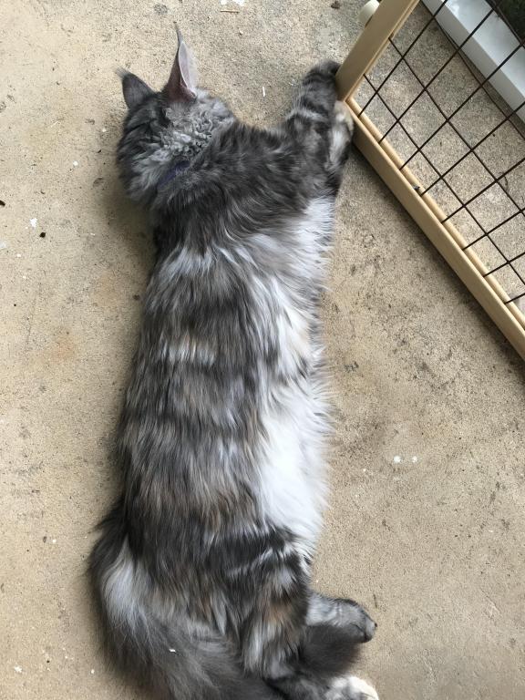 Silver Cream Purebred Maine Coon Baby Girl Calico photo 2