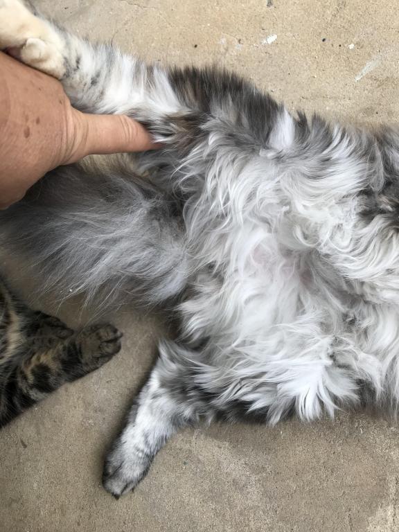 Silver Cream Purebred Maine Coon Baby Girl Calico photo 4