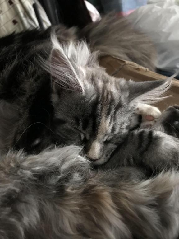 Silver Cream Purebred Maine Coon Baby Girl Calico photo 13