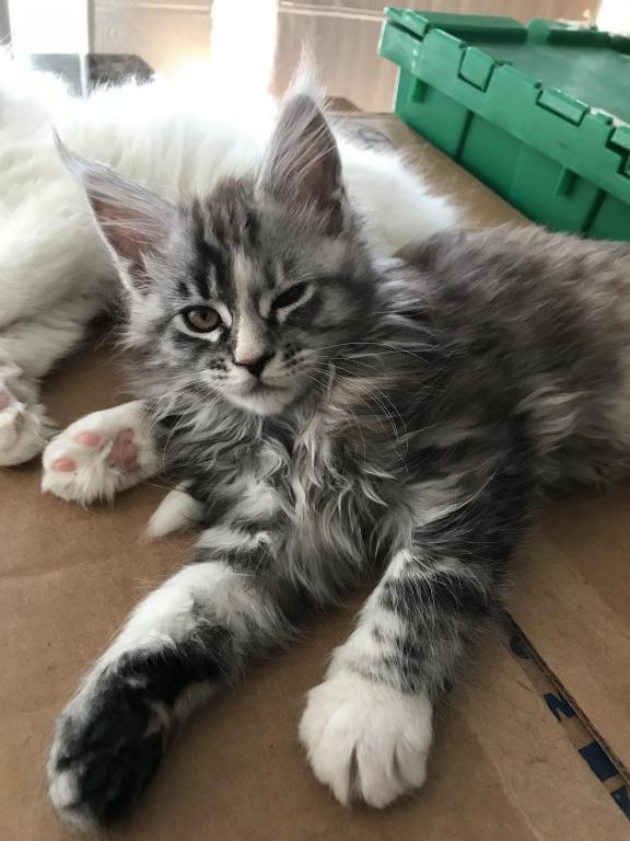 Silver Cream Purebred Maine Coon Baby Girl Calico photo 9