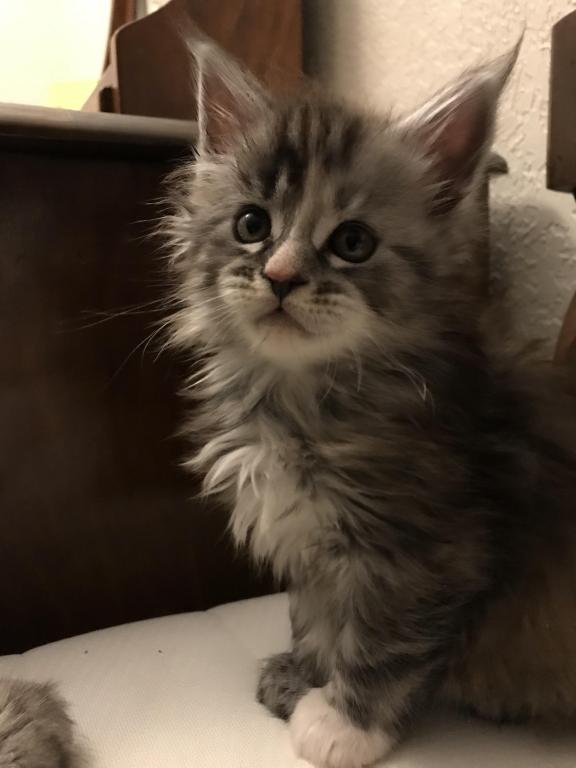 Silver Cream Purebred Maine Coon Baby Girl Calico photo 20