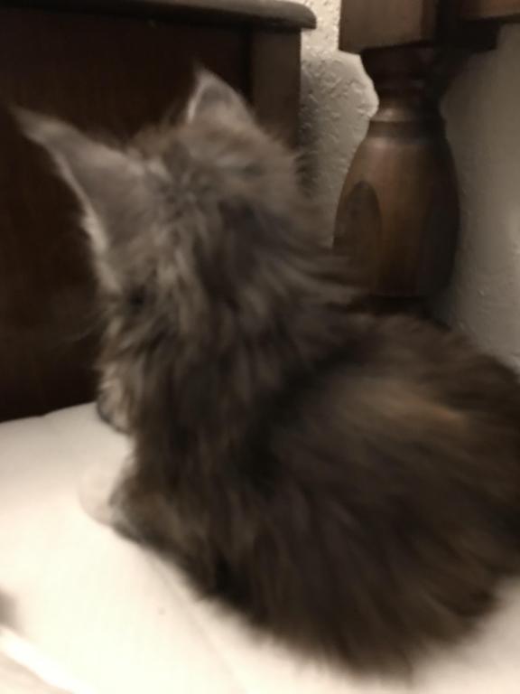 Silver Cream Purebred Maine Coon Baby Girl Calico photo 19