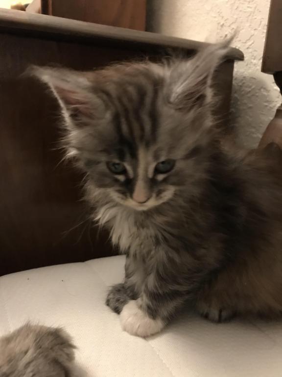 Silver Cream Purebred Maine Coon Baby Girl Calico photo 23
