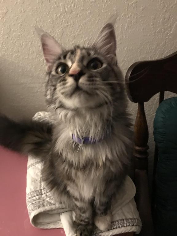 Silver Cream Purebred Maine Coon Baby Girl Calico photo 6
