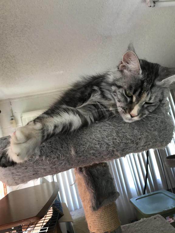 Silver Cream Purebred Maine Coon Baby Girl Calico photo 26