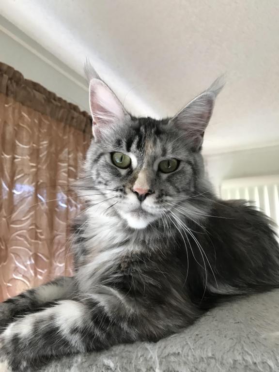 Silver Cream Purebred Maine Coon Baby Girl Calico photo 28