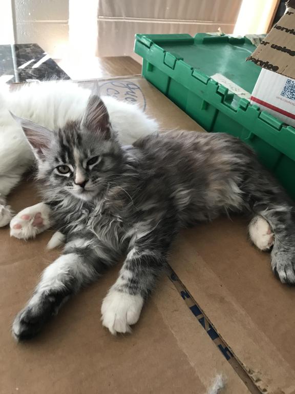 Silver Cream Purebred Maine Coon Baby Girl Calico photo 10