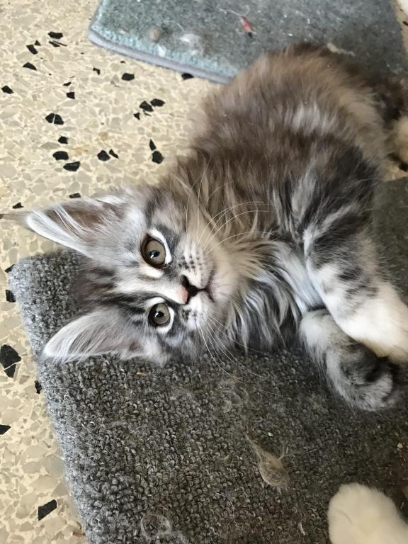 Silver Cream Purebred Maine Coon Baby Girl Calico photo 8