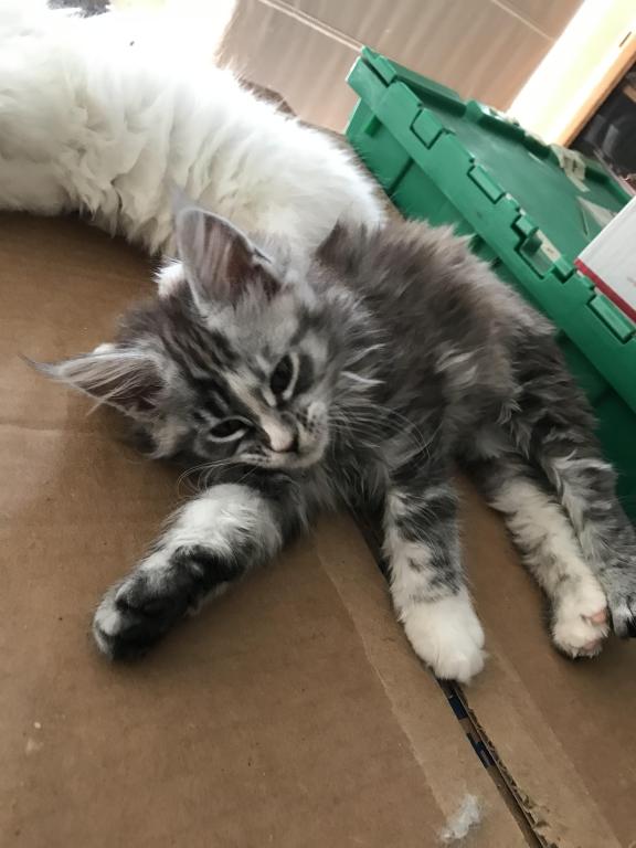 Silver Cream Purebred Maine Coon Baby Girl Calico photo 11
