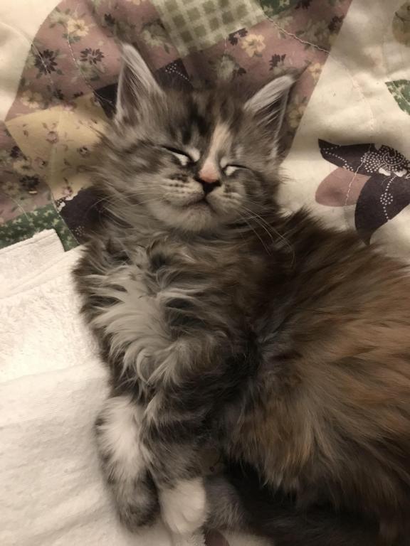 Silver Cream Purebred Maine Coon Baby Girl Calico photo 15