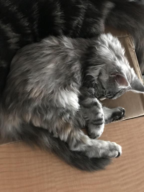 Silver Cream Purebred Maine Coon Baby Girl Calico photo 14