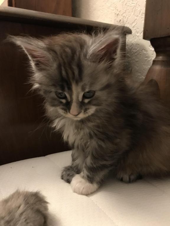 Silver Cream Purebred Maine Coon Baby Girl Calico photo 25