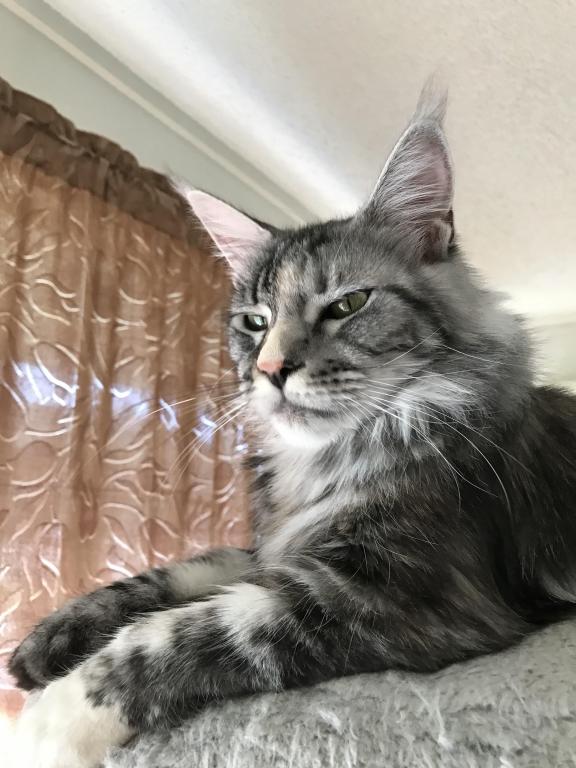 Silver Cream Purebred Maine Coon Baby Girl Calico photo 27