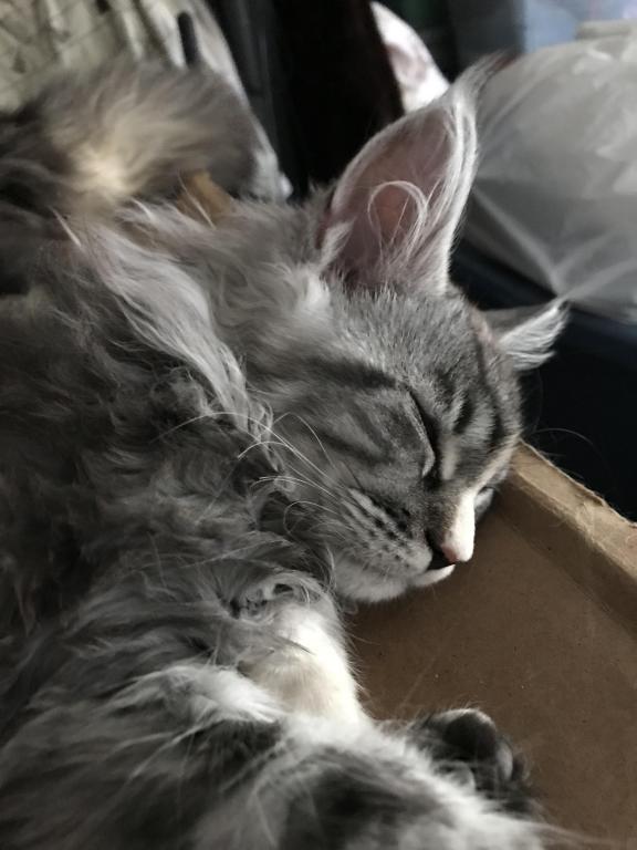 Silver Cream Purebred Maine Coon Baby Girl Calico photo 12