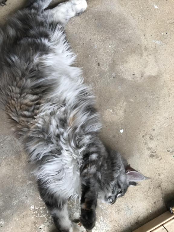 Silver Cream Purebred Maine Coon Baby Girl Calico photo 3