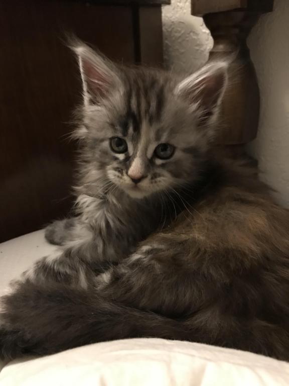 Silver Cream Purebred Maine Coon Baby Girl Calico photo 22