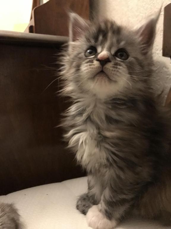 Silver Cream Purebred Maine Coon Baby Girl Calico photo 21