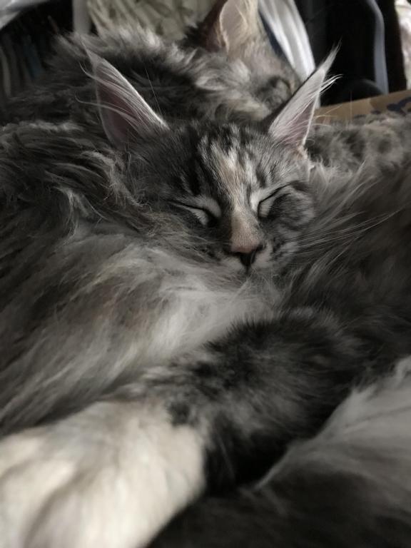 Silver Cream Purebred Maine Coon Baby Girl Calico photo 7