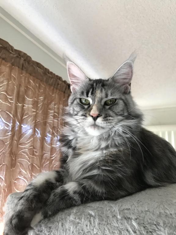 Silver Cream Purebred Maine Coon Baby Girl Calico photo 29