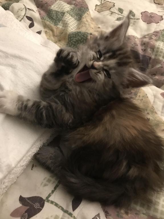 Silver Cream Purebred Maine Coon Baby Girl Calico photo 16