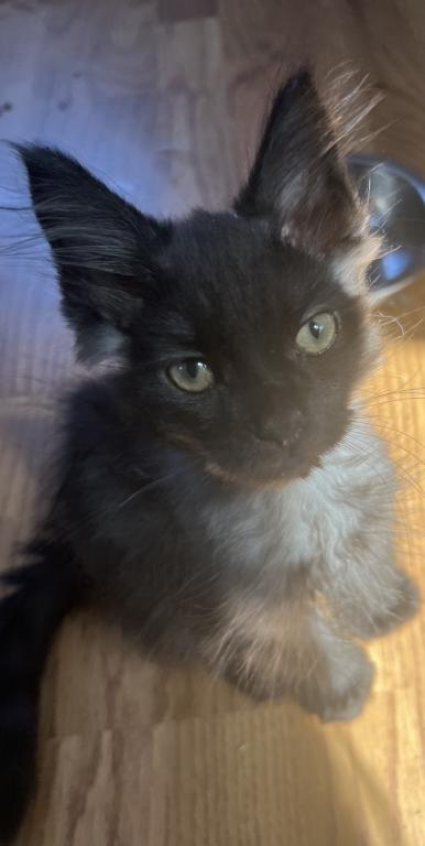 Polydactyl Mainecoons photo 3