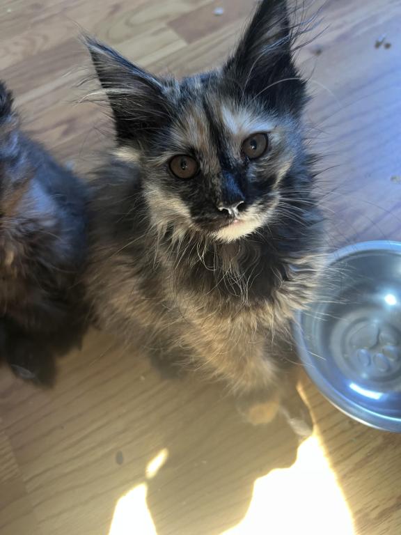 Polydactyl Mainecoons photo 2