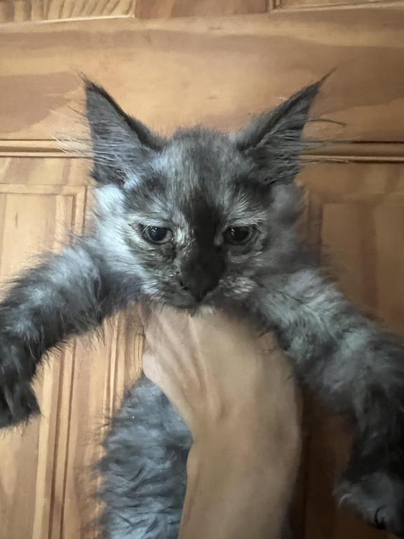 Polydactyl Mainecoons photo 4