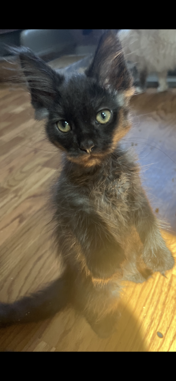 Polydactyl Mainecoons