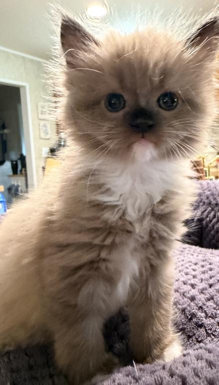 Pepper photo 4