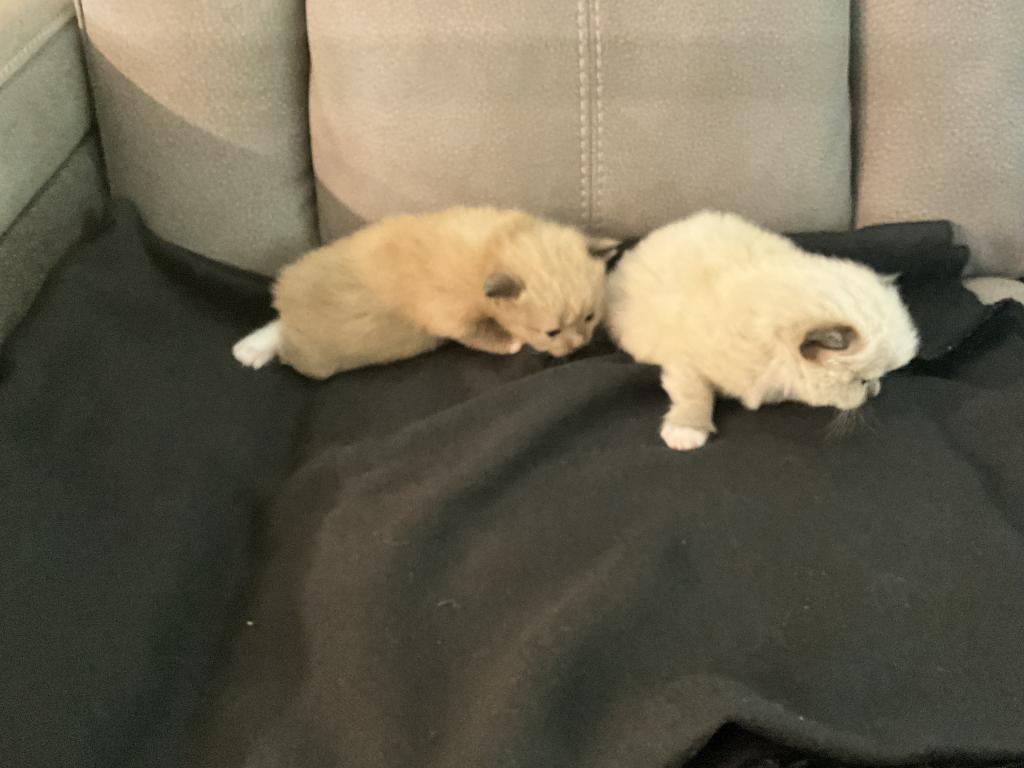 Pepper photo 12